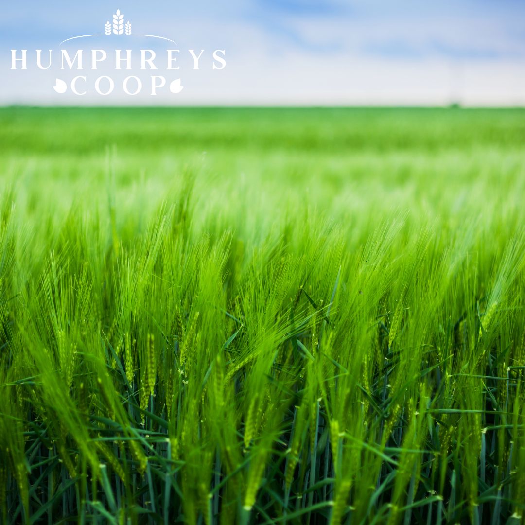 Humphreys Coop has the expertise, products, and services to help you grow with confidence. 🌱

From seed to harvest, we're here to ensure your success.

 Stop by or give us a call—we're ready to help you make the most of your operation!  

#WinterWheat #GrowingStrong #Humphrey...
