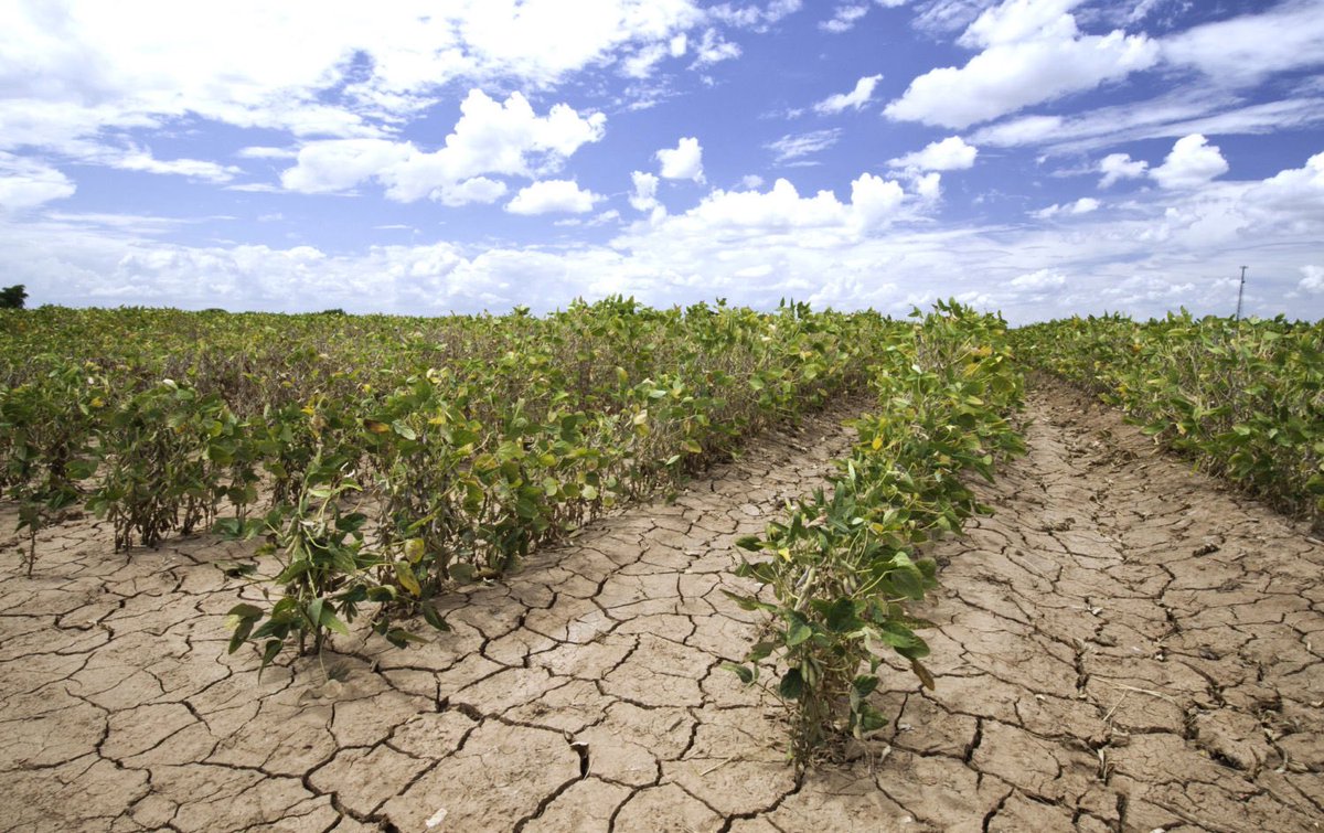 Peter Dynes tweet media