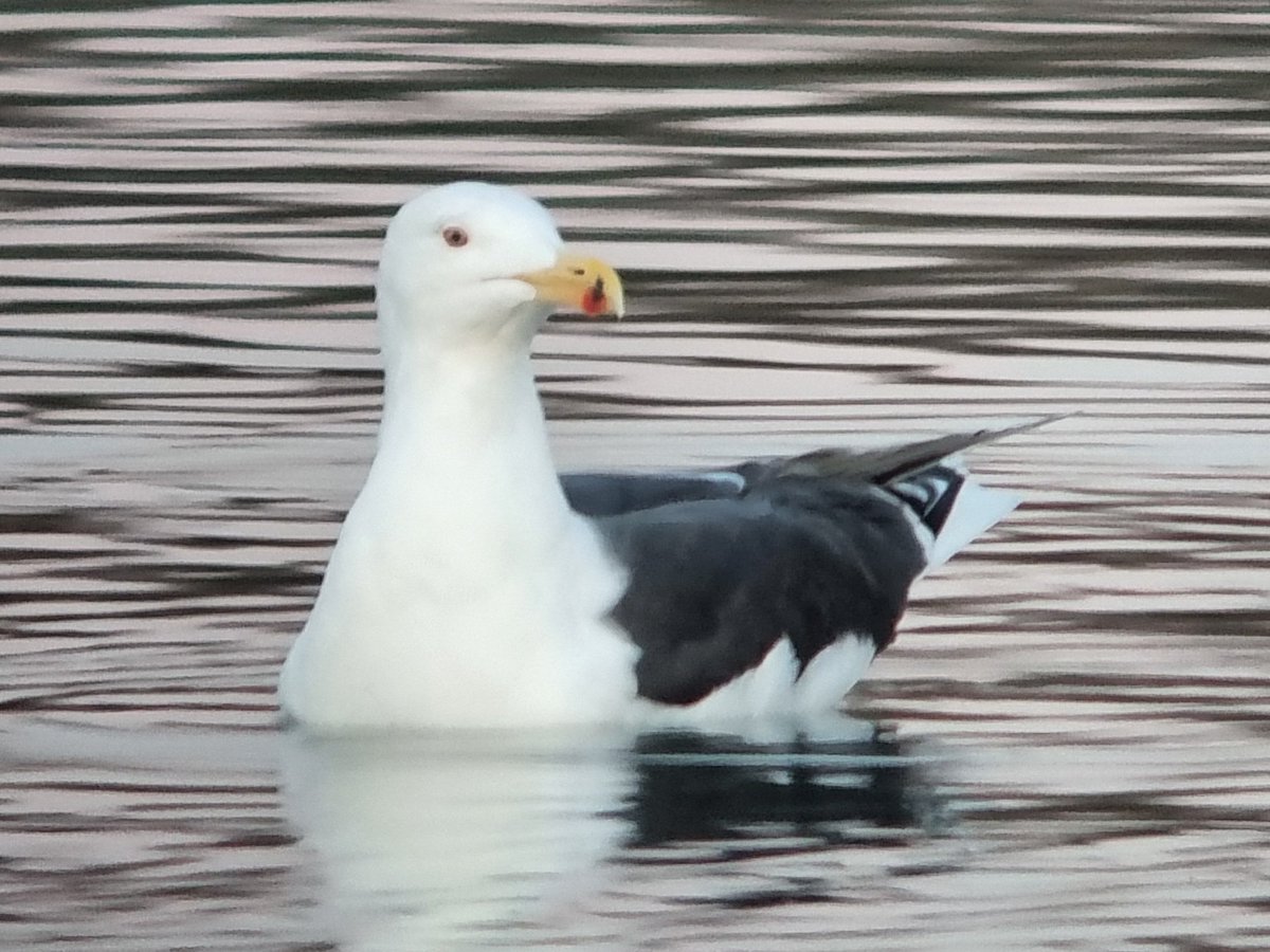 Little and large. 1st winter Common Gull from Wyver Lane today and an adult GBBG from Carsington Water yesterday.