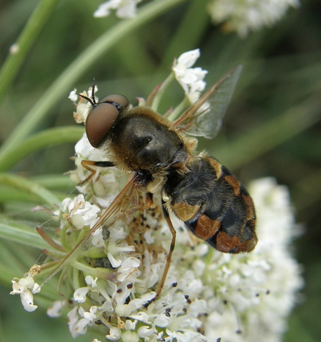 BENHS Dinton Pastures - – Soldierflies and Allies workshop - Martin Harvey My 3rd, 10:30 - 16:00. Dinton Pastures, Nr. Reading.  

To book a place mail;  indoormeetings@benhs.org.uk, please supply a mobile phone contact number
