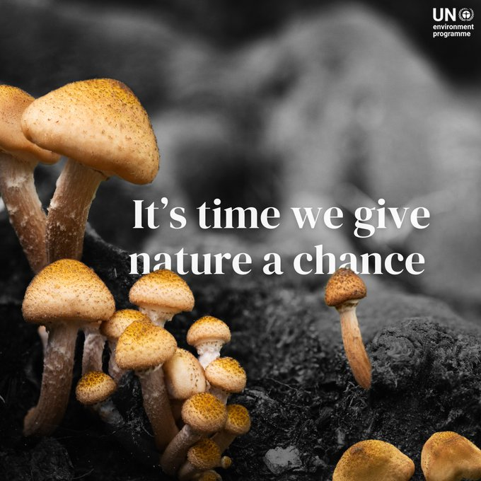 UNBiodiversity's tweet photo. Turning back time isn’t an option, but:

🍄 Letting gardens go wild is 
🍄Planting trees is Greening our cities is 
🍄Reclaiming clean rivers and beaches is  
🍄Being the #GenerationRestoration is. 

via @UNEP https://t.co/nLxpza6avT