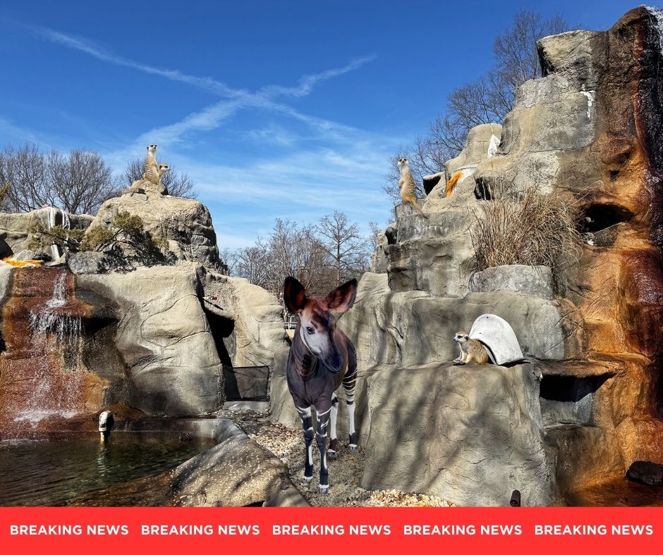 MemphisZoo's tweet photo. BREAKING: In a blockbuster trade, Sylvester the okapi and the meerkats have been traded to Penguin Rock in exchange for extra treats, sources tell Memphis Zoo. 

Surely, no other massive trades like this one happened over the weekend! 🧐 🏀  

(Don't worry, Sylvester and the meerkats aren't leaving their exhibits or being traded!)
#memphiszoo #trade #okapi #meerkat #nba #luka