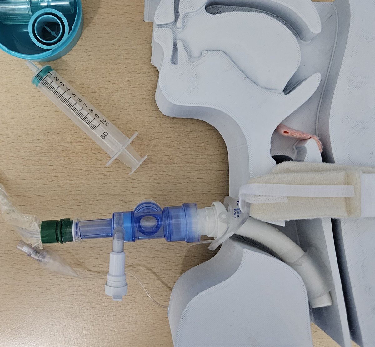 SuzeBridges's tweet image. Introducing trache Jeff! Our 3D printed trache model to illustrate the inner workings of all things trache for teaching. Welcome to the team bud! @Pereiracharlie @RBandH @ITUHarefield