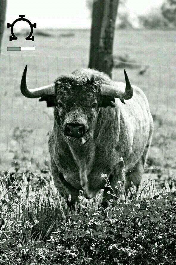 Seis toritos se han “llevao”
pareciendo seis luceros
pa demostrar su codicia
¡Toros de Pablo Romero!