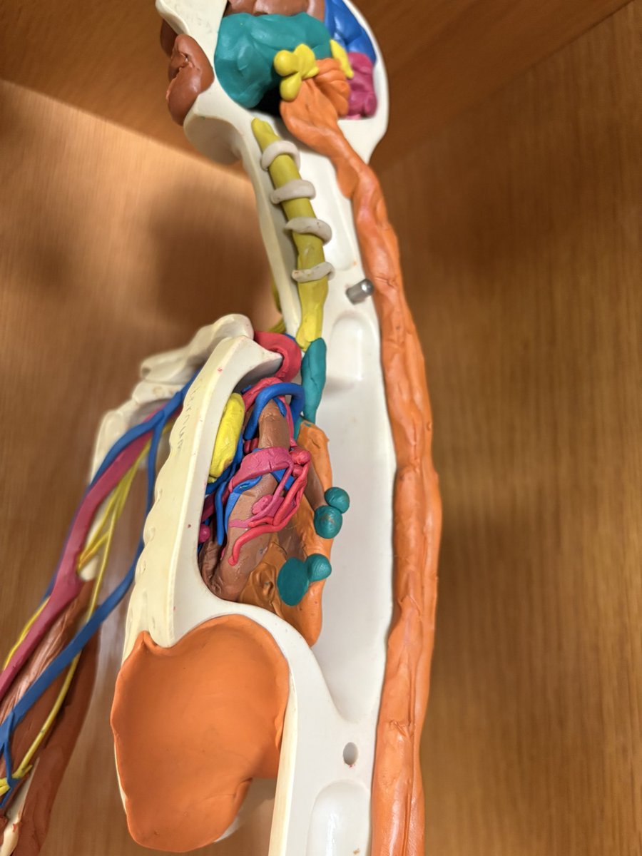 Level 2 <a href="/cv_biomed/">CVBiomed</a> building a respiratory system to attach to their cardiovascular system 🫀 as we delve deeper into the lungs🫁<a href="/CVHSYotes/">CVHS Updates</a> <a href="/CVHSMrDumas/">CVHS Mr. Dumas</a> <a href="/GilbertCTE/">Gilbert Public Schools CTE</a>