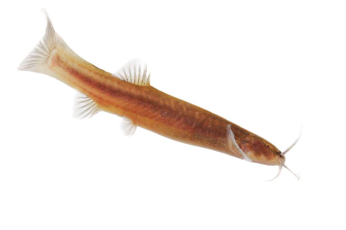 Carlos Lasso tweet media