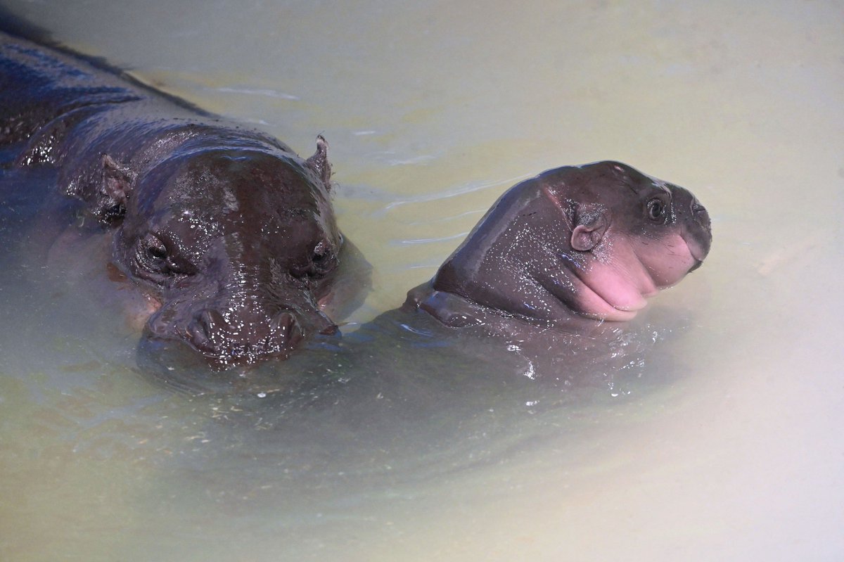 Metro Richmond Zoo tweet media