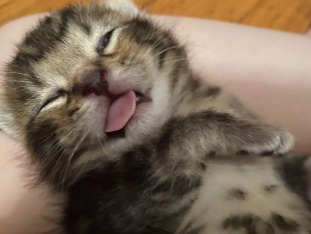 9GAG's tweet photo. Company: We should hire young people to brighten up the energy in the workplace
Me, a fresh graduate, after lunch: https://t.co/X5EWWfVkiZ