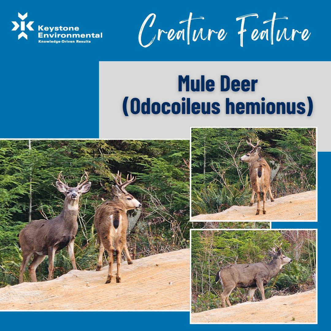 KeystoneEnv's tweet image. Not one but two Mule Deers (Odocoileus hemionus) spotted in Squamish, BC!

Photo credit: Katie Piper, Biologist

#CreatureFeature #BiologicalServices #TechnicalExperts #KeystoneEnvironmental #EnvironmentalConsulting