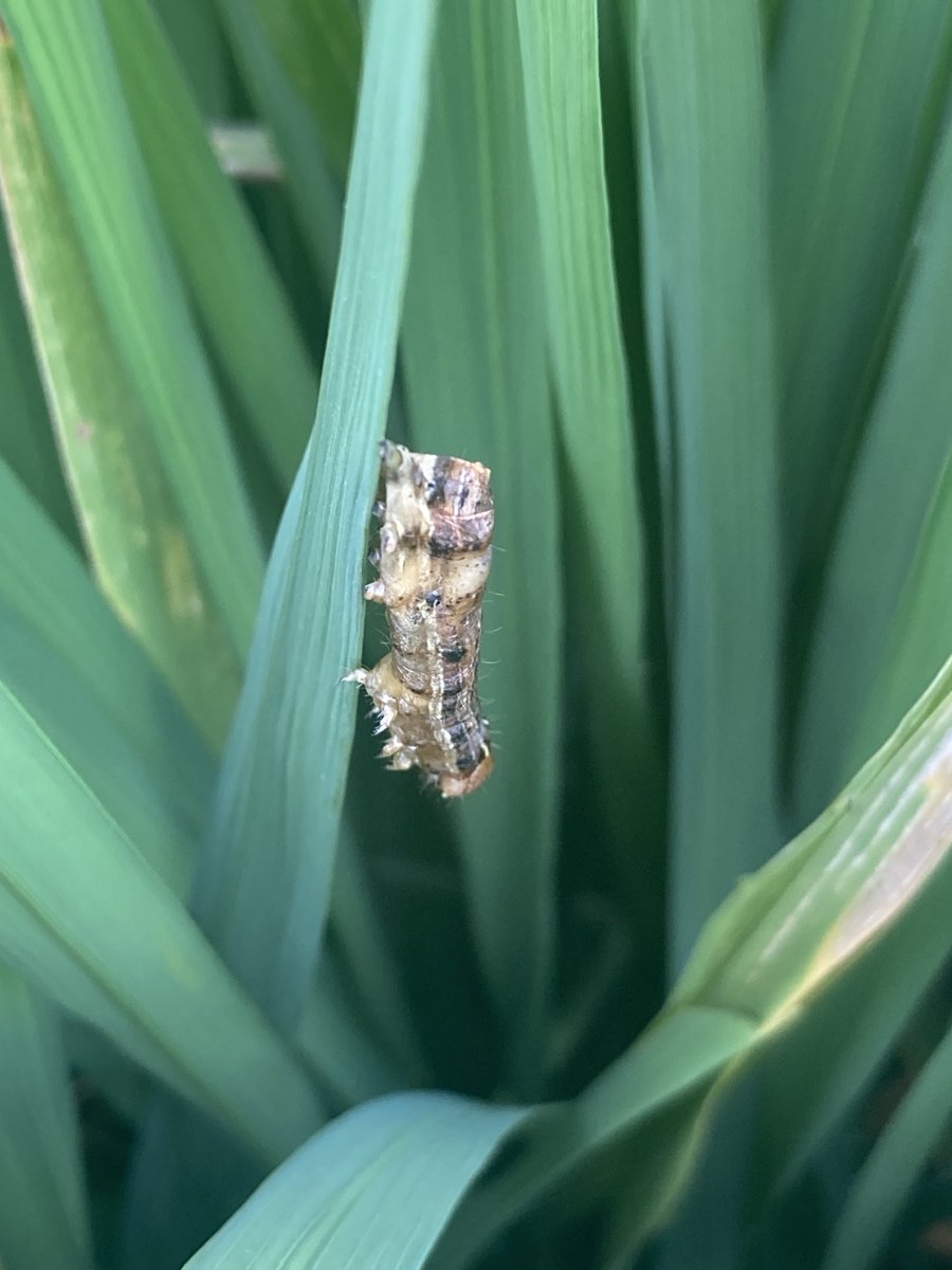 Love finding crops where nature is helping out. Heads not out on this crop so hopefully enough time for predators/parasites to build.  #Rice #Armyworms