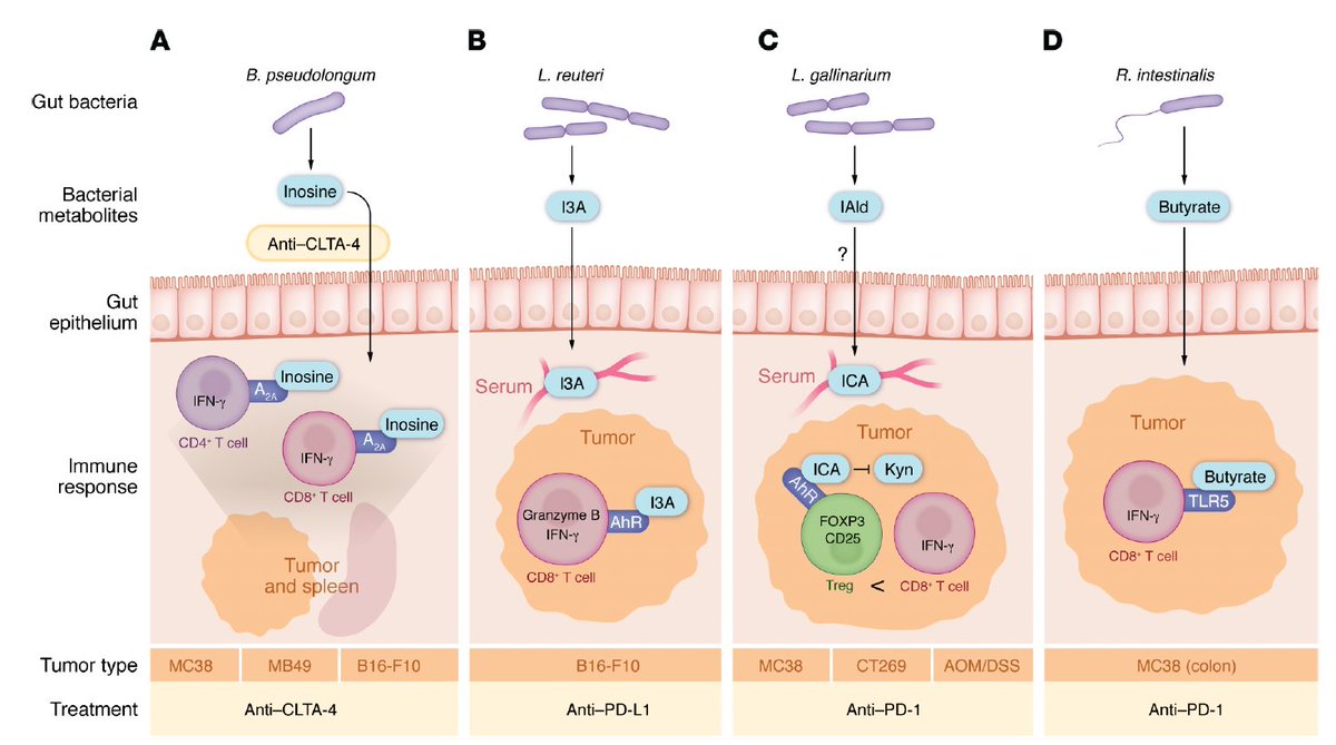 Eric Topol (@erictopol) on Twitter photo Our gut microbiome and its metabolites have key interactions with our immune response to cancer and success from cancer immunotherapy. Nice perspective of a rapidly evolving field. <a href="/jclinicalinvest/">Journal of Clinical Investigation</a> jci.org/articles/view/… Our gut microbiome and its metabolites have key interactions with our immune response to cancer and success from cancer immunotherapy. Nice perspective of a rapidly evolving field. <a href="/jclinicalinvest/">Journal of Clinical Investigation</a> jci.org/articles/view/…