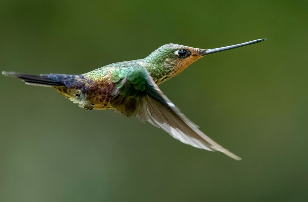 Hembra de Coeligena helianthea. De los primeros colibríes que fotografíe. Guasca Colombia.