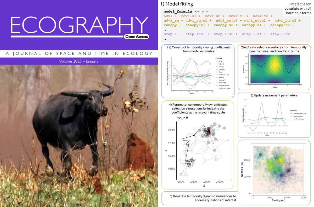 Stoked to have a cover photo for <a href="/EcographyJourna/">Ecography</a>! In our paper doi.org/10.1111/ecog.0… we included temporal dynamics into SSFs, resulting in daily patterns of movement and habitat selection. 
Simulating then gave us dynamic spatial predictions
Code! github.com/swforrest/dyna…