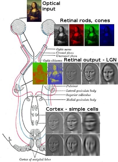 What visual input looks like before and at brain