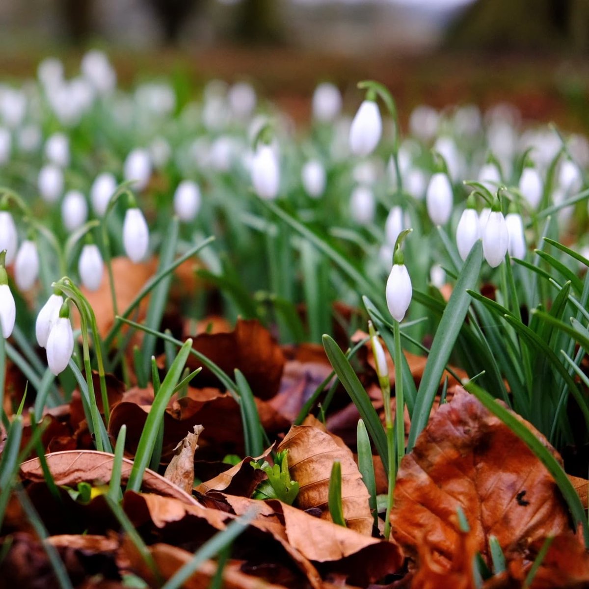 jtoady's tweet photo. New #snowdrops at Gunby Hall. @nationaltrust https://t.co/mGBP9VAVAU