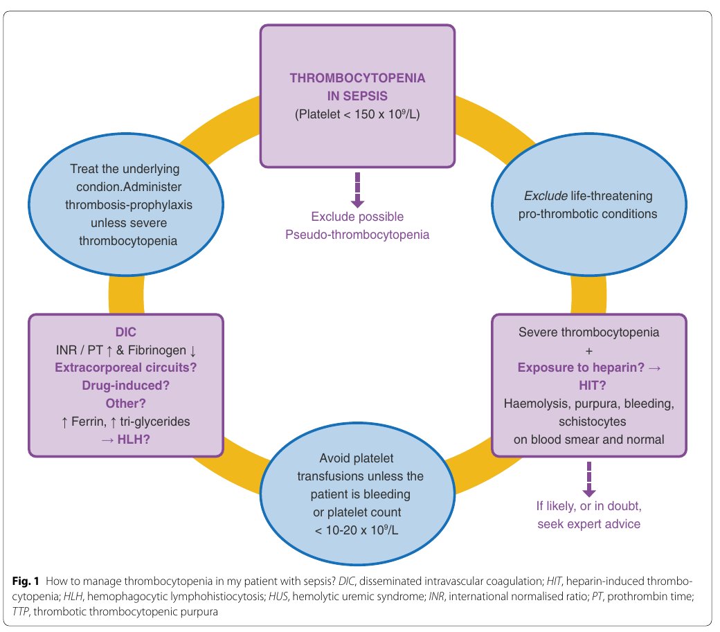 MHcsba's tweet photo. ICM 2024: 10 tips en relación a la trombocitopenia inducida por sepsis
https://t.co/YbA4auTSe0
#MedEd #MedX #MedTwitter https://t.co/2tpi5XcV3y