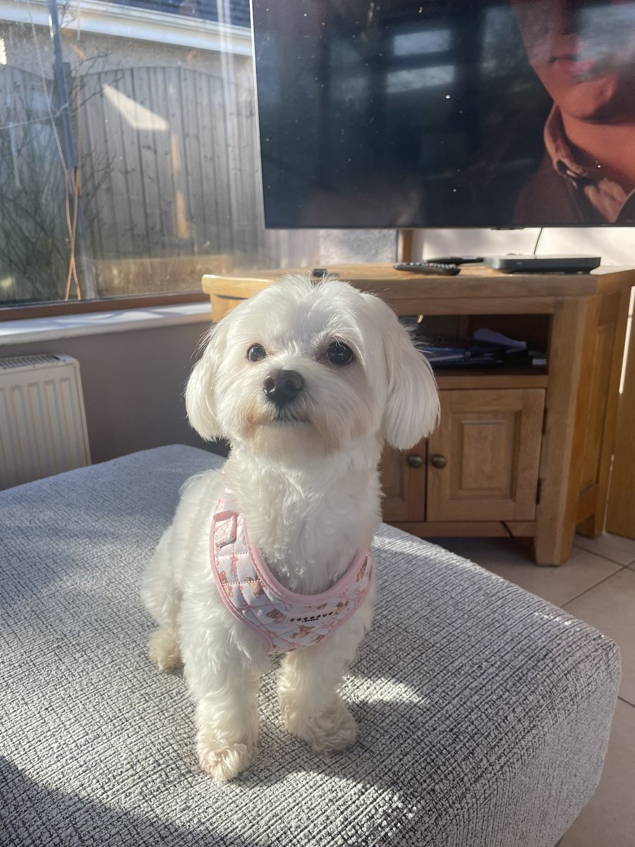 aoibhinh_'s tweet photo. i’m sorry but i can’t get over how gorgeous my dog is like ??? STUNNING https://t.co/gEbeXt66Vt