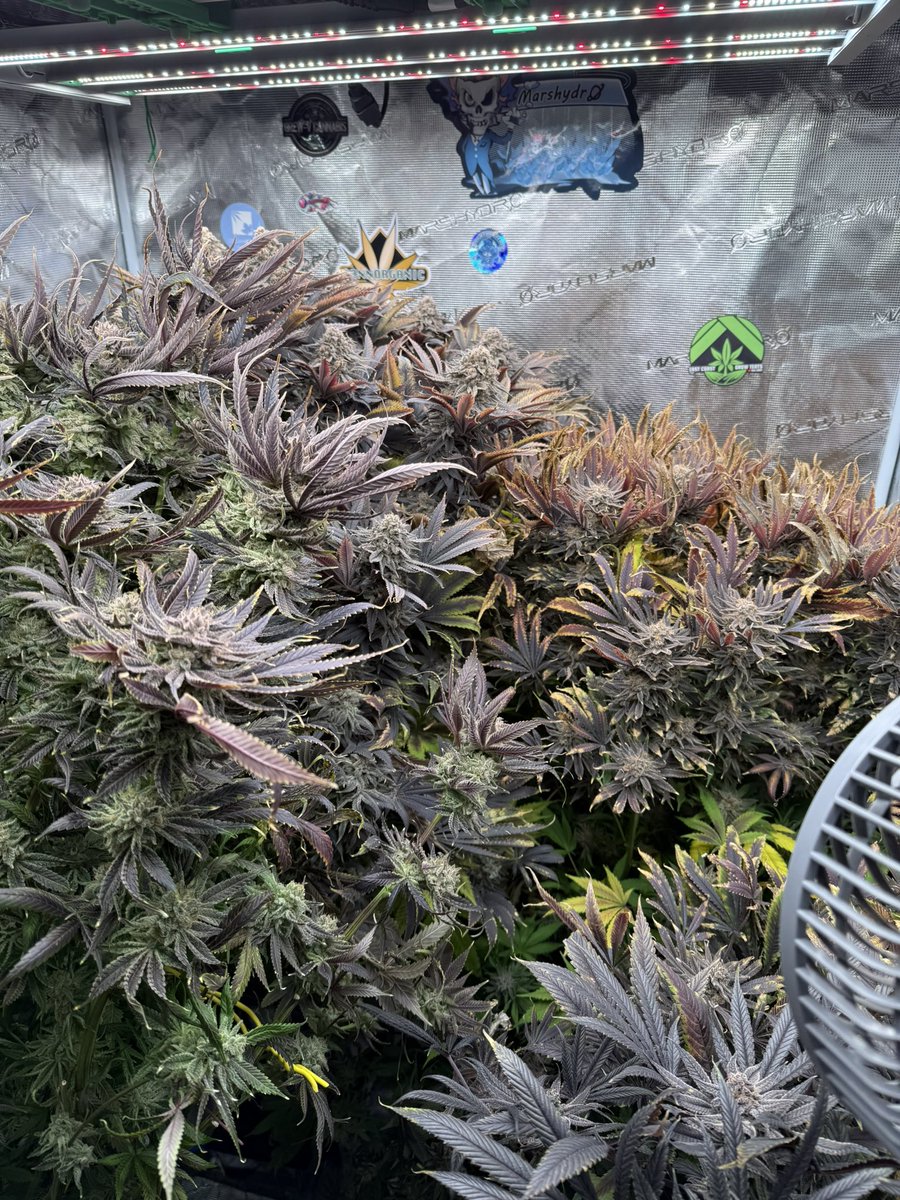 710EastCoast's tweet photo. Week 11. #atlasseedtropicalcooler 
#tropicalcooler #atlasseed @atlasseedf1s #adonislivingsoil @Adonis_442 #cannafam 
#marshydro #MarsHydroGrowTentKit 
#fc4800evo #marshydroclipfan #marshydrogumidifier 
#organic #organico #organicgrowing #livingsoil https://t.co/606jqa9WCR