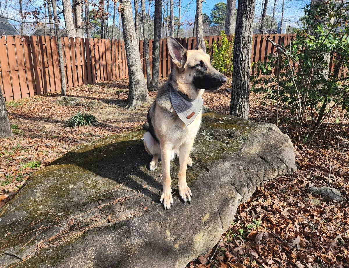 Doin that #Gamedev, live on Twitch! Prototyping a new game. Needed a refresher.  

Also, a picture of the dog, to grace your feed.

twitch.tv/prezthompkins