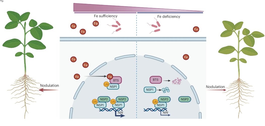 New Article: "The BRUTUS iron sensor and E3 ligase facilitates soybean root nodulation by monoubiquitination of NSP1" rdcu.be/d8uUw

Iron binds to the iron sensor BRUTUS A, which monoubiquitinates / stabilizes the pro-nodulation transcription factor NSP1a.