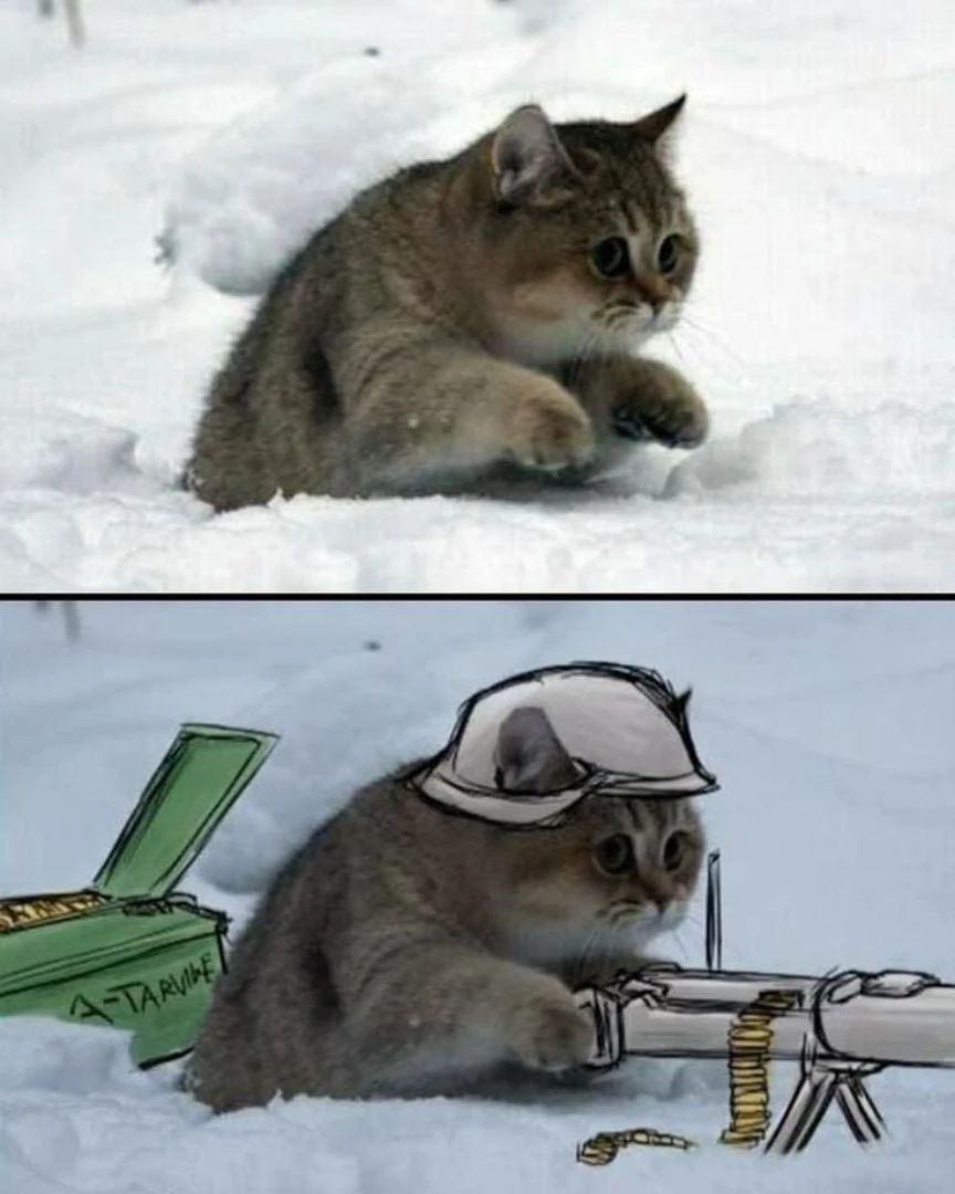 PunchingCat's tweet photo. warcat https://t.co/AgUMJqBQ1n