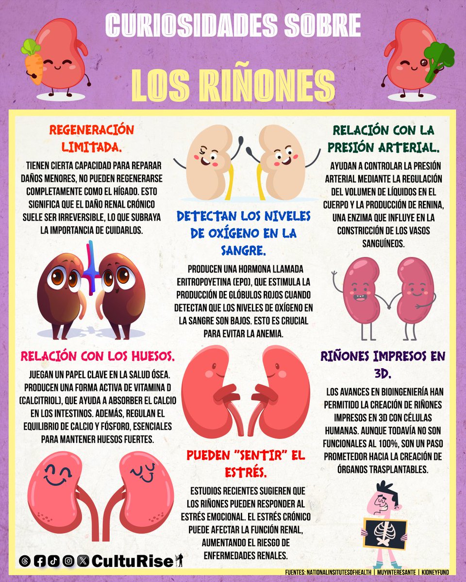 Curiosidades sobre los Riñones
#riñones #riñon #cuerpo #cuerposano #cuerpohumano #body #bodybuilder #bodybuilding #kidney #salud #saludable #health #healthy #healthyliving #trending #trendy #trendingnow #post #viralpost #viralreels