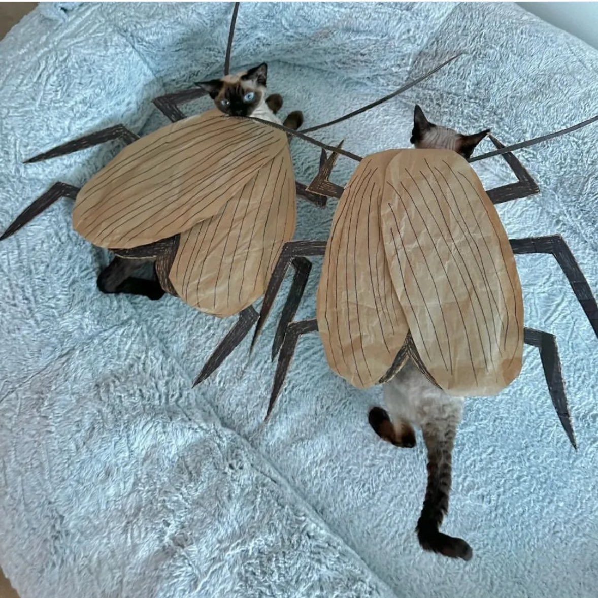 Punch Cat tweet media