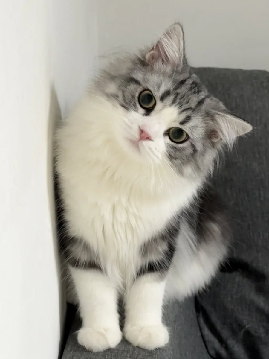 rdhow7599's tweet photo. Feeling a little paws-itively purrfect today. 🐱🌟 https://t.co/BCACrN2eDa