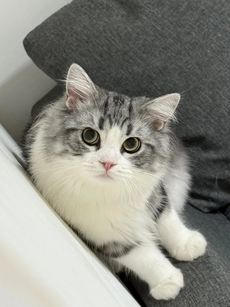 rdhow7599's tweet photo. Feeling a little paws-itively purrfect today. 🐱🌟 https://t.co/BCACrN2eDa