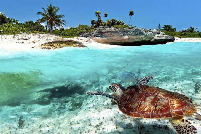 🐢🌴 Las guardianas de la playa 🌴🐢
De mayo a octubre, las tortugas marinas llegan a las costas de Tulum. 🌊 Una experiencia mágica que nos recuerda la importancia de conservar su hábitat. <a href="/robpalazuelos/">Roberto Palazuelos</a>