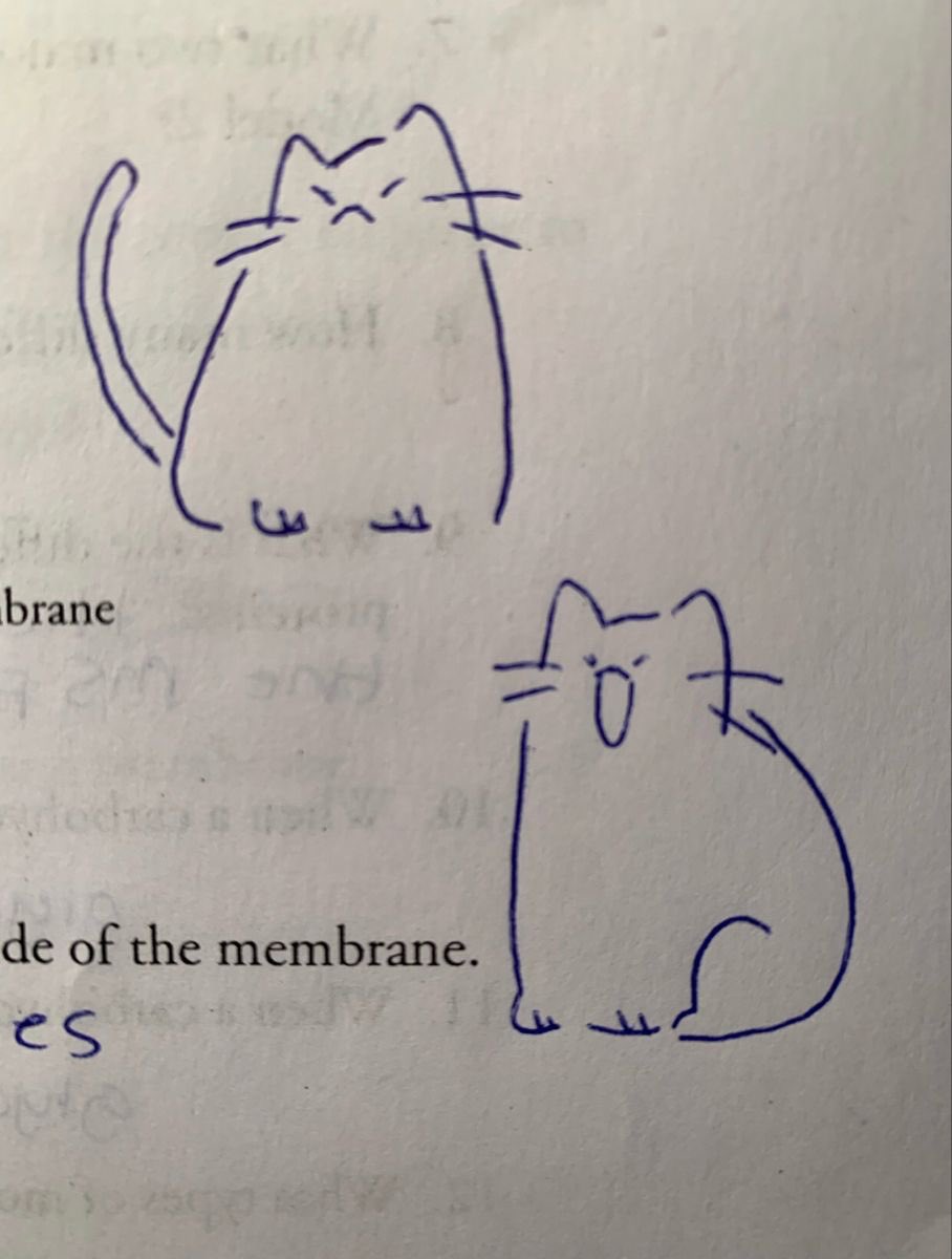 homework but make it cat