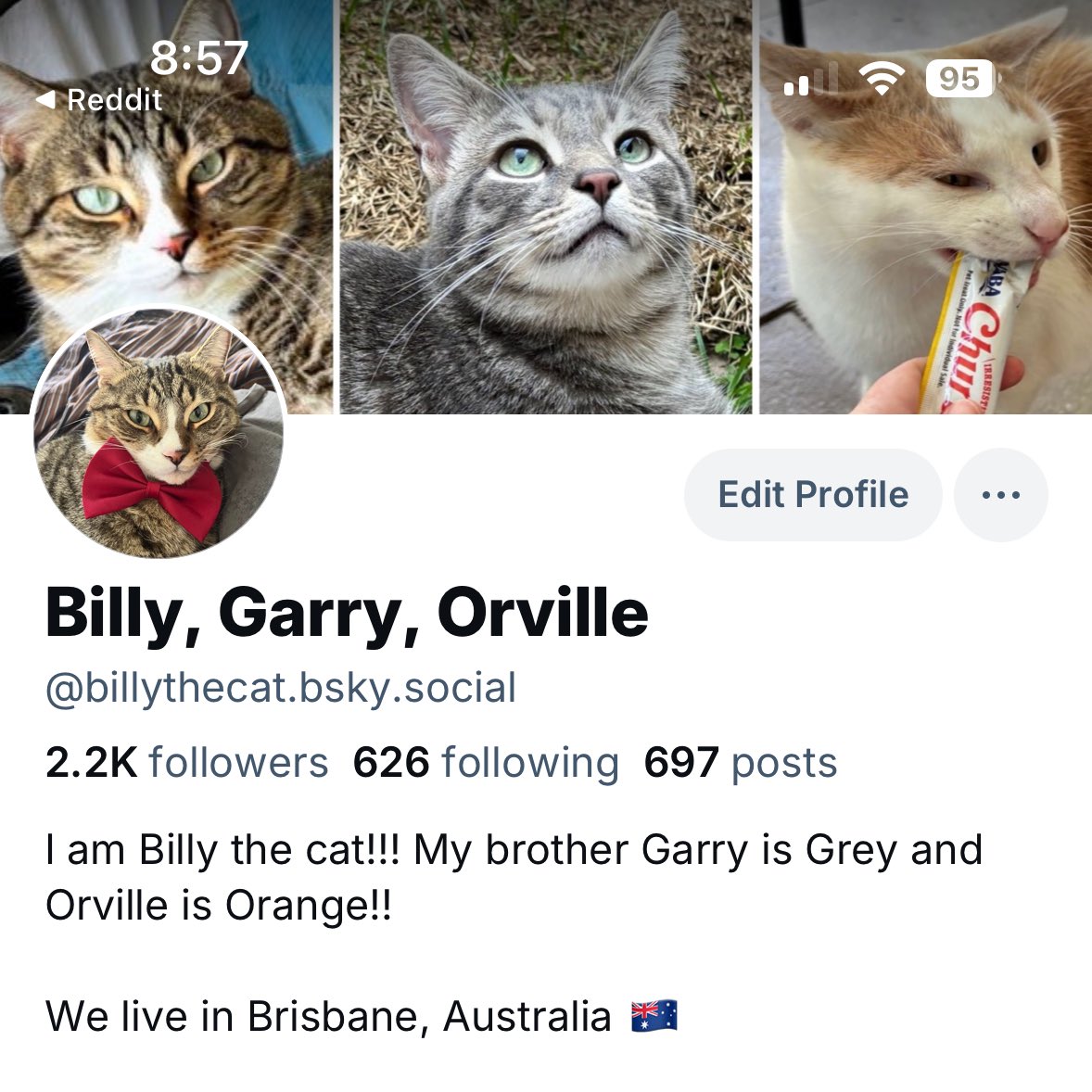 By the Way, we are posting as Billythecat on the Blue Butterfly Place!!
