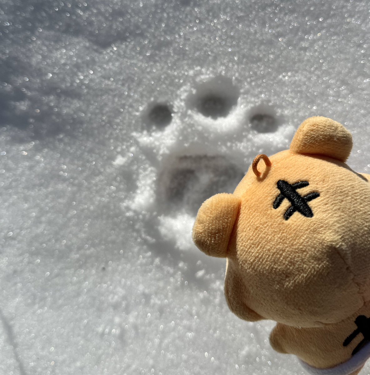 porangofficial's tweet photo. 오잉 넌 누구니?🐾 https://t.co/kuBTAN9QGW