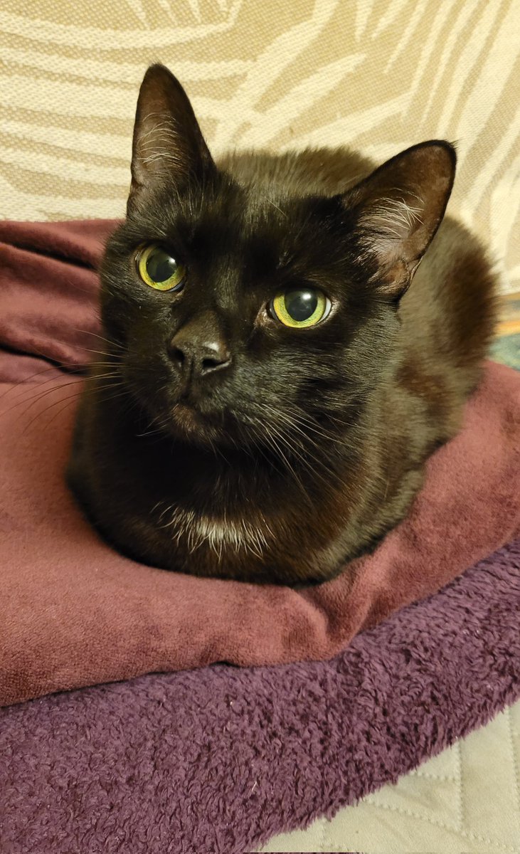 kostyszek's tweet image. pilne!!!! ukradziono łapki!!!!!!