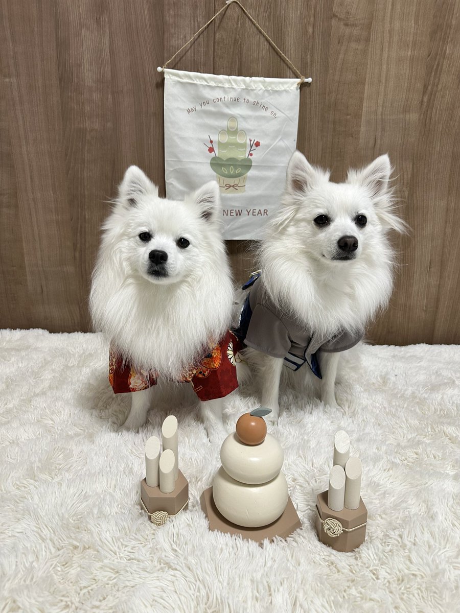 sui_spitz's tweet photo. ぜんぜん更新してなかった。。。今年初投稿🙏🏻 https://t.co/Sete409cKI