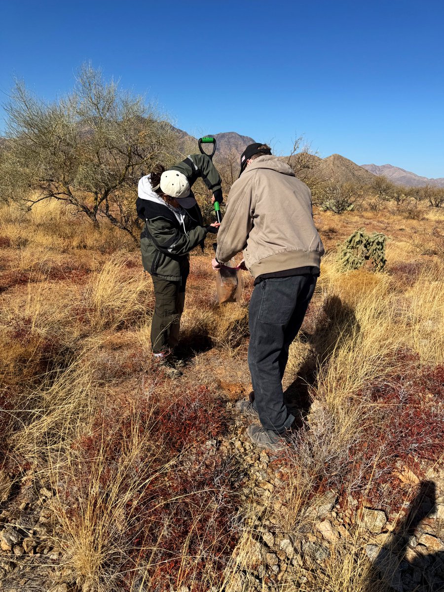 DebankurSanyal's tweet photo. Clicks from our first rangeland soil sampling… A huge thanks to @RestoreCAL for the collaboration. We will be looking into soil health changes following the installation of rock structures (luna) in the rangeland.
#HealthyDesertSoilsInitiative 
#UASoilHealthResearchExtension https://t.co/dB2b0JYrNY