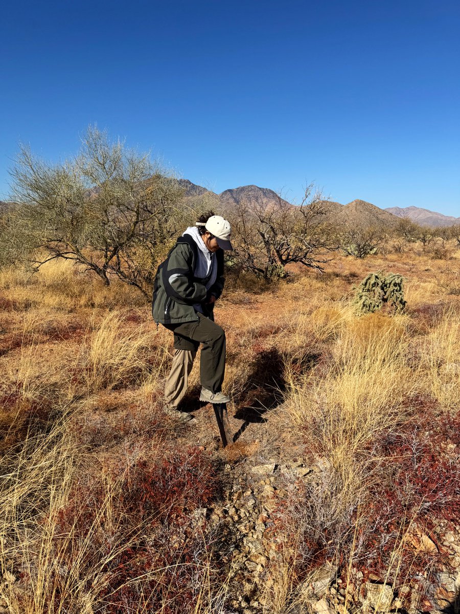 DebankurSanyal's tweet photo. Clicks from our first rangeland soil sampling… A huge thanks to @RestoreCAL for the collaboration. We will be looking into soil health changes following the installation of rock structures (luna) in the rangeland.
#HealthyDesertSoilsInitiative 
#UASoilHealthResearchExtension https://t.co/dB2b0JYrNY