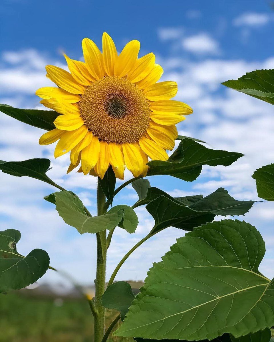 sunflow23002724's tweet photo. 𝐼𝑖𝑣𝑒 𝑎 ℎ𝑎𝑝𝑝𝑦 𝑙𝑖𝑓𝑒 𝑎𝑙𝑜𝑛𝑒 シ
ใช้ชีวิตคนเดียวให้มีความสุข.🌻 https://t.co/3BNMlAw9QU