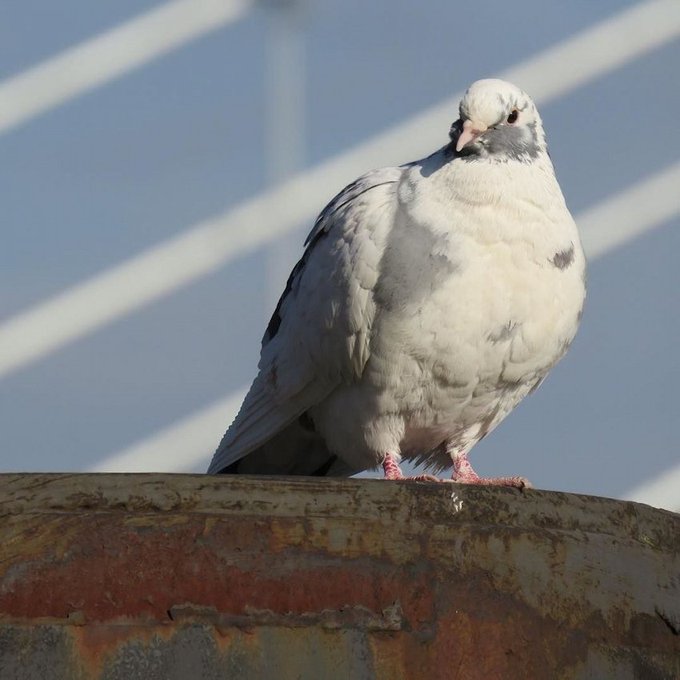 a_london_pigeon's tweet image. At the Erasmus Bridge across the Nieuwe Maas waterway at the heart of Rotterdam  #Netherlands 
📷  Ellen Keizer @KeizerEllen  #February2017