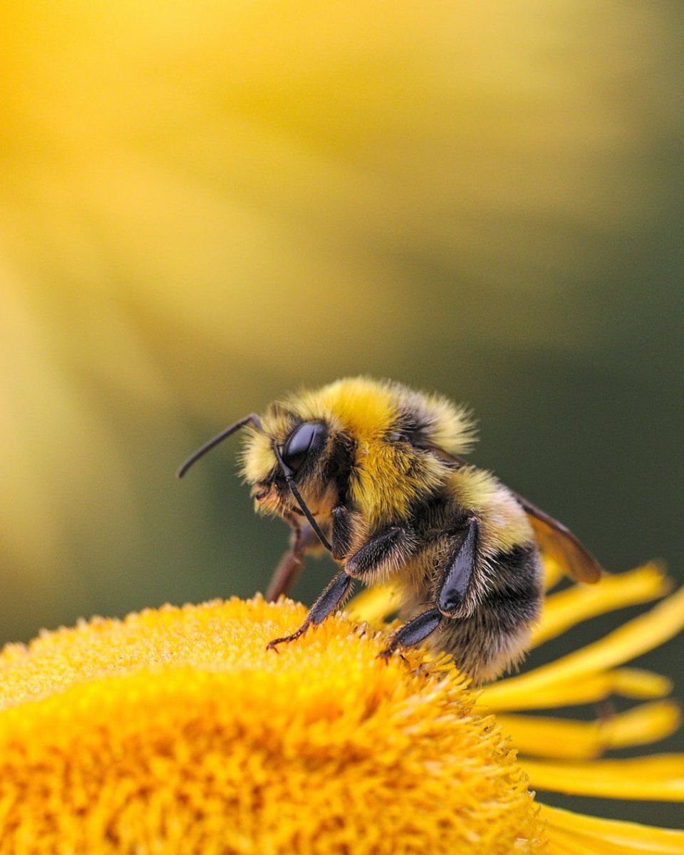 FrostScience's tweet photo. Need your space? The Japanese honeybee gets it. 🐝 When a giant hornet invades, they swarm it in a "bee ball," vibrating their muscles to heat up to 46°C (114.8°F)—hot enough to cook the hornet alive! Talk about teamwork. See them in action at Bugs, now at #FrostScience! https://t.co/yjZXXhuhwE