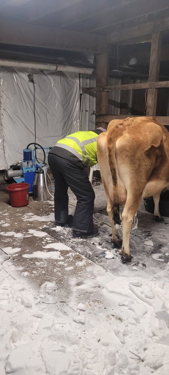 Granmarky's tweet photo. @RancheroPeoria Today's milking https://t.co/LNvtEh5E9o