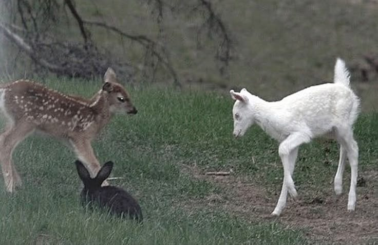 unbelievable deer photos tweet media