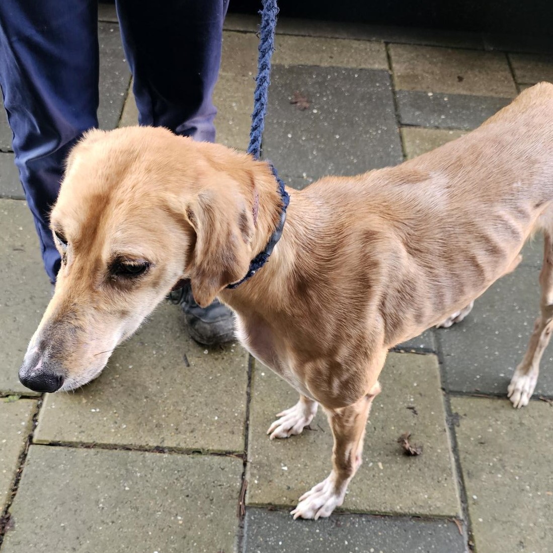 Urgent, please retweet to help find a rescue shelter space for this stray/abandoned dog found #WOKING #SURREY #UK  Now in a council pound for 7 days,   
AT RISK OF EUTHANASIA‼️Found 31 January, female Lurcher, chip not registered This council will not allow the public to adopt.