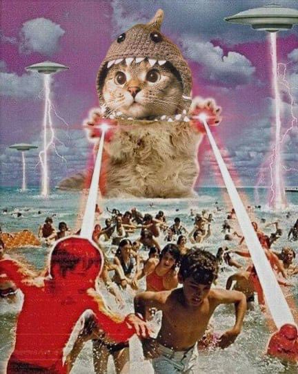 Shark Cat 🦈🐱 tweet media