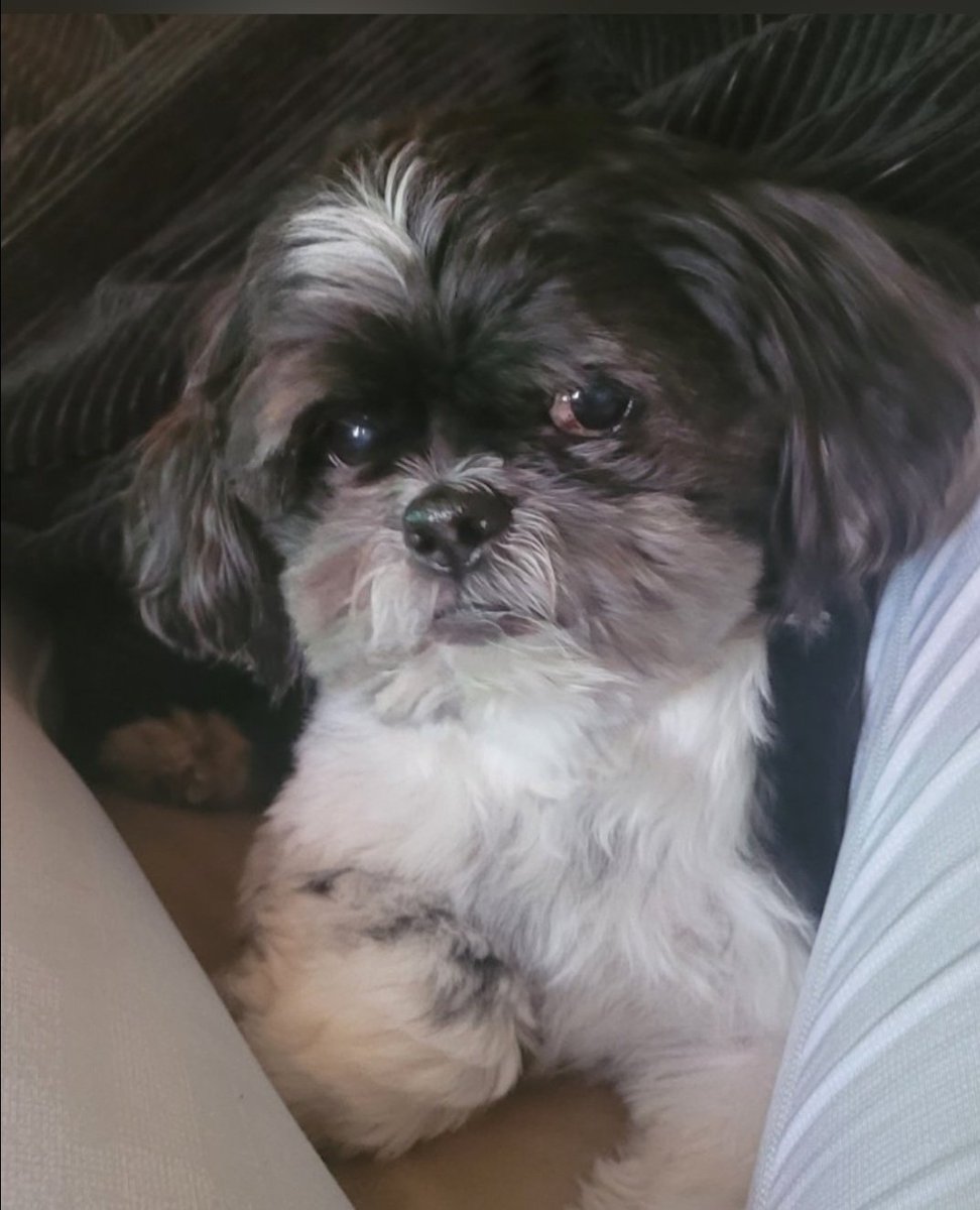 TioALnyc's tweet photo. 🧡❤️💙 #MansBestFriend #DogsOverPeople https://t.co/OSq8Q1xFLY