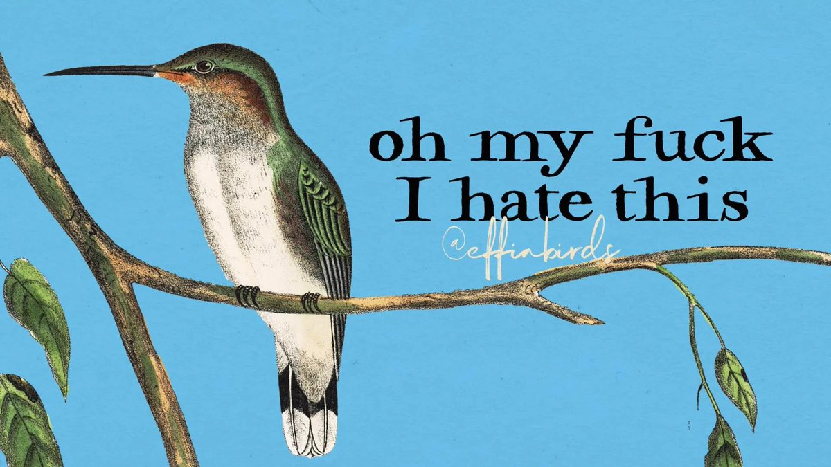 EffinBirds's tweet photo. https://t.co/HFPf4VwH9o