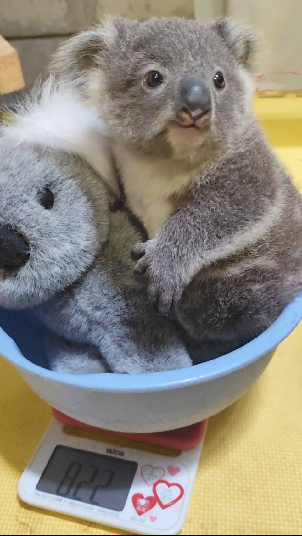 横浜市立金沢動物園【公式】 on X: 