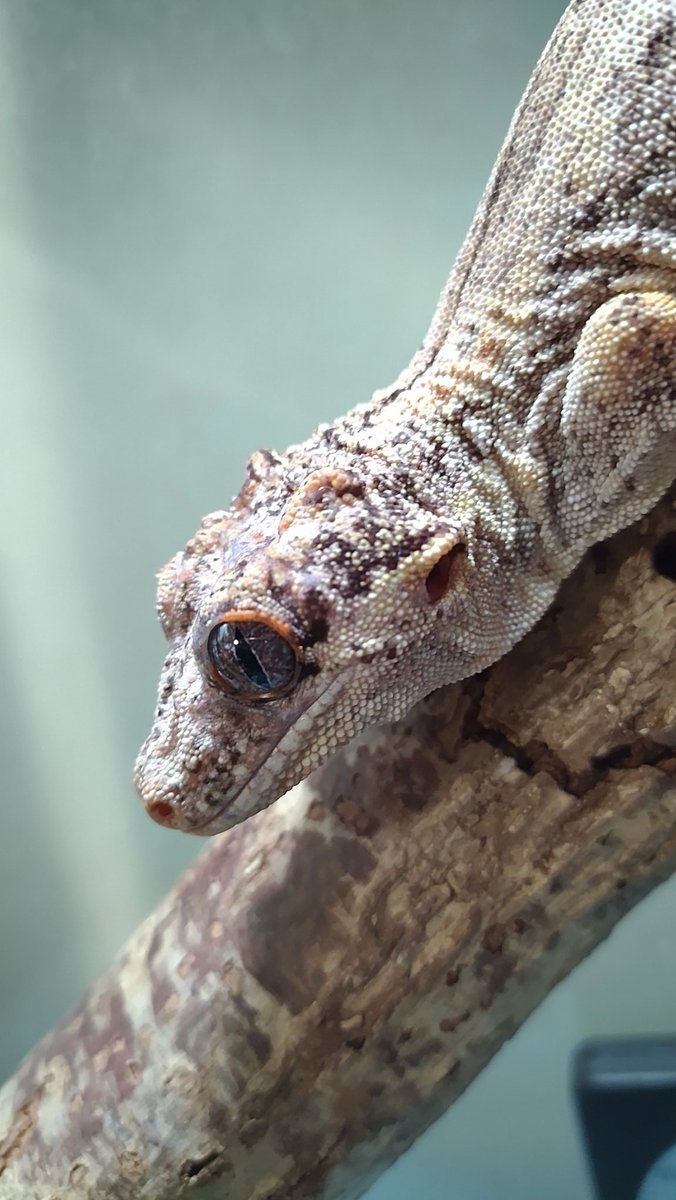 猫ちゃーん🐱飛び出しはやめてくれーッ❗️
ビックリするじゃねーか❗️😱
急ブレーキかけたから物の見事に荷崩れしちまったーッ‼️最悪😖💦💨

昨夜のガゴ蔵くん😅