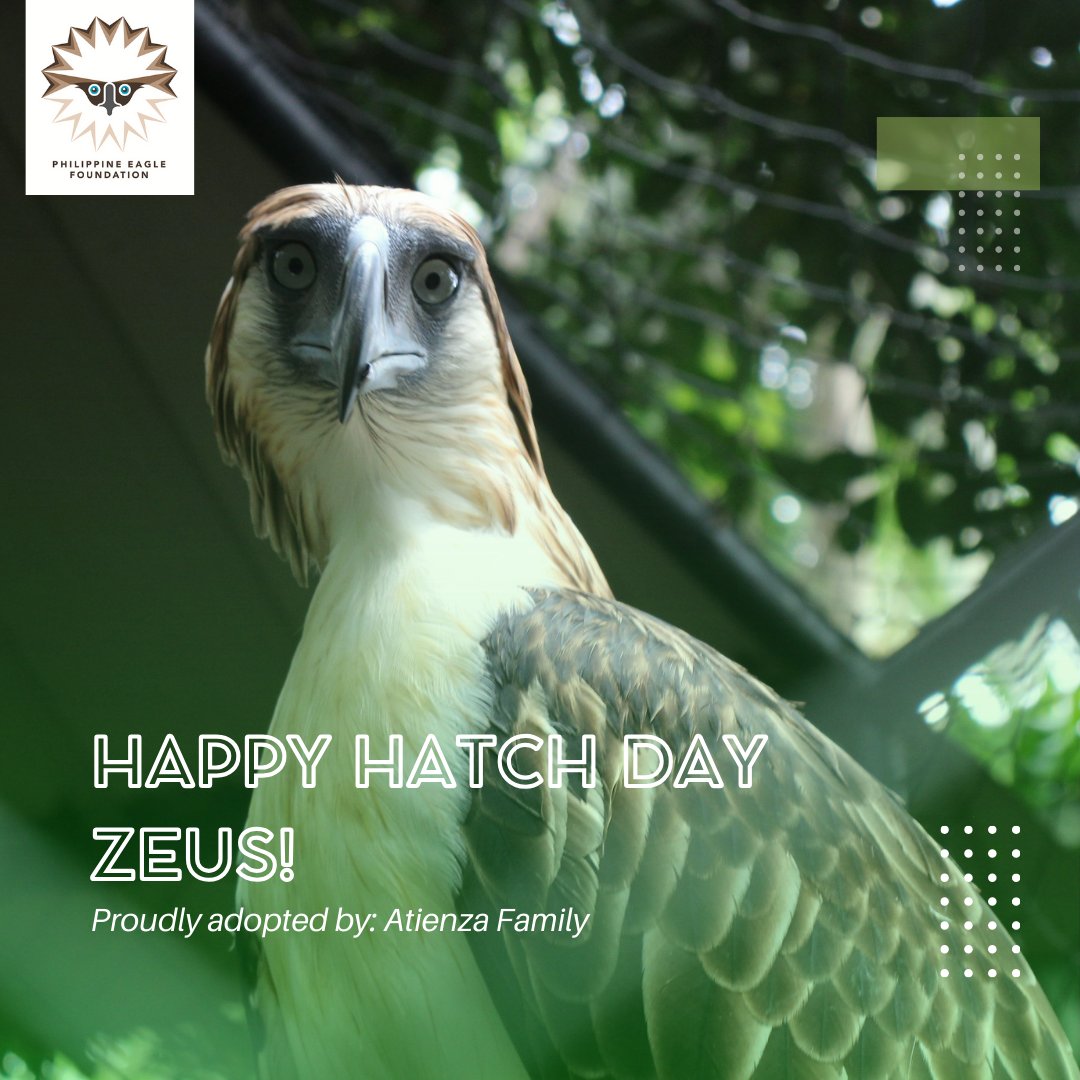 Zeus has turned 23 today!

Send your hatch day greetings in the comments below! 

Thank you to our champion Kuya Kim Atienza and our President Ms. Felicia Atienza, for supporting the Philippine eagle, Zeus, over the years.

#PhEagleHatchday #SavePhEagle