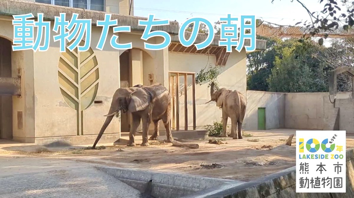 kumamotocityzoo's tweet photo. YouTube (Zoo Channel) 
★本編　と　⭐︎ショート動画　更新しました‼️

休憩時間にでものぞいてみてください♪
ほっこりしますよ☺️

★ https://t.co/TOXA31BHSN

⭐︎ https://t.co/dsBRxbRQBq

#熊本市動植物園
#ZooChannel https://t.co/fL6v22Sd6h